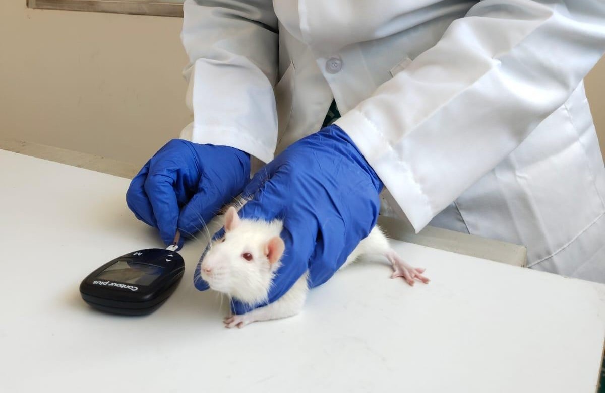 Preclinical researcher handling a laboratory animal with protective gloves