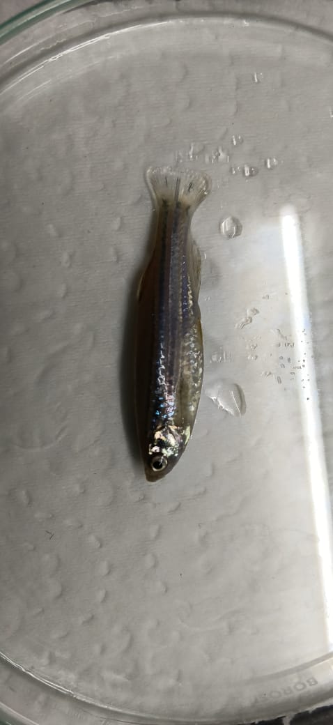 Zebrafish research model in a laboratory observation dish